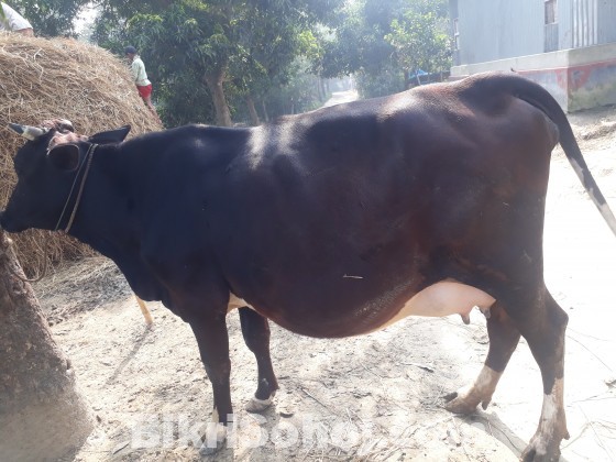 ০১ নং ফ্রিজিয়ান জাতের গাভী বিক্রয় করা হবে সাথে বাছুর আছে ।